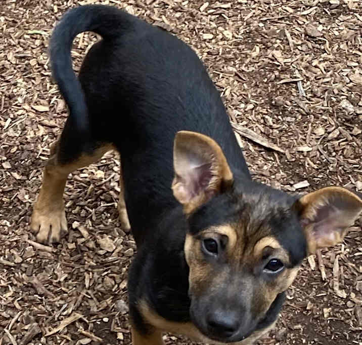 Photo of Sheba