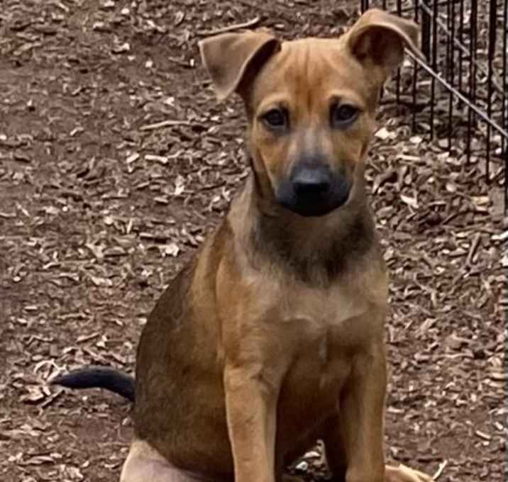 Photo of Brownie