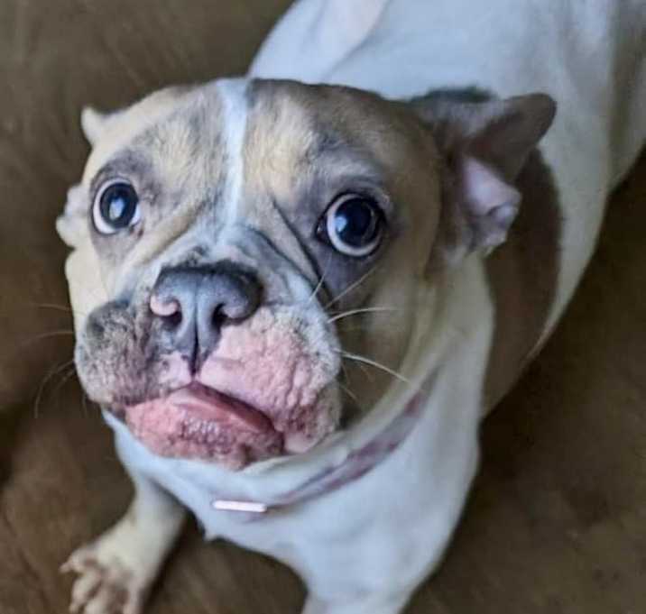 Photo of DeeDee