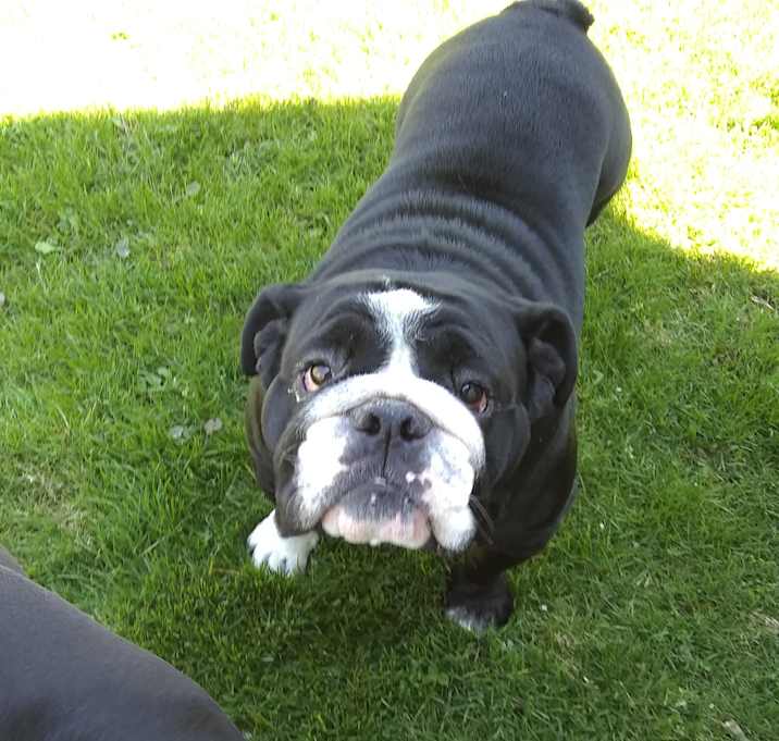 Photo of Sully