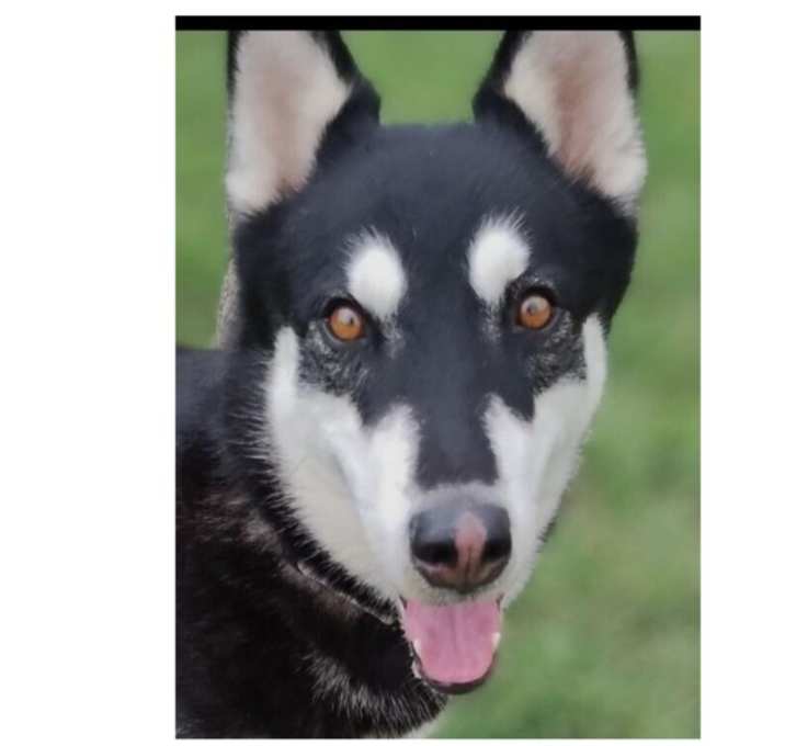 Photo of Sterling (CP)
