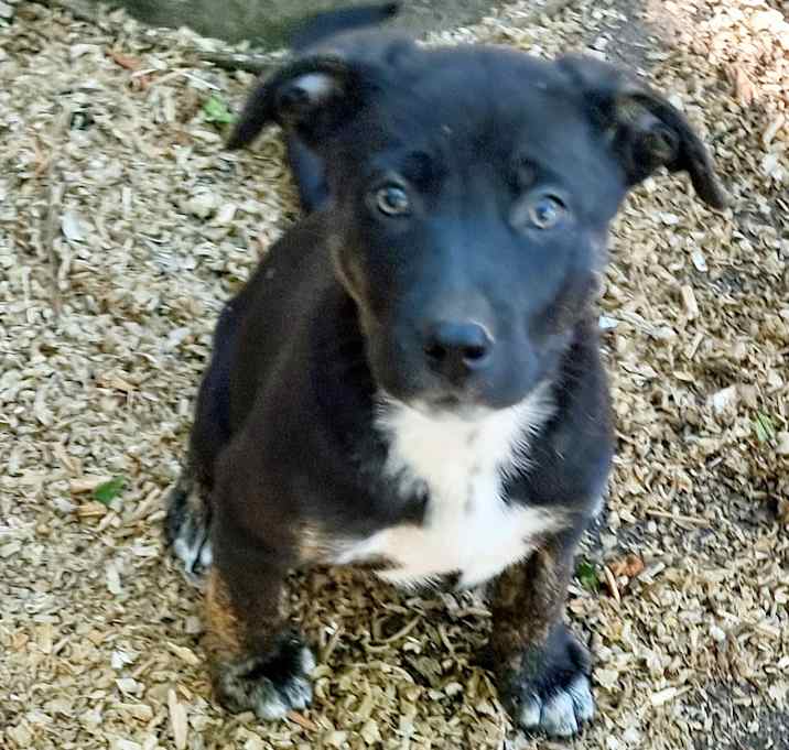 Photo of Puppies 5 ea