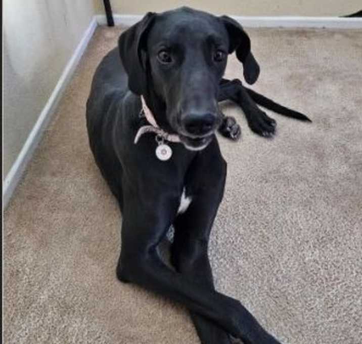 Photo of Stella