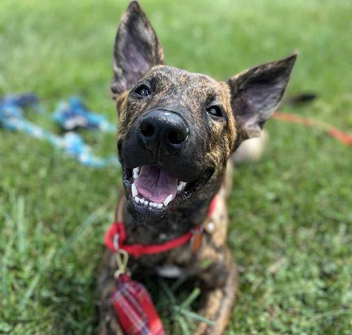 Photo of Piper