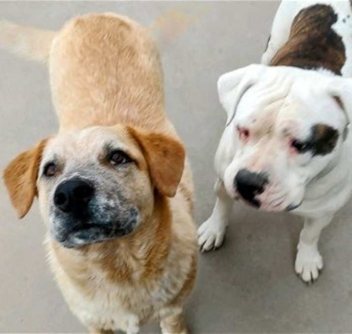 Photo of TOBER & blind dog POPPY