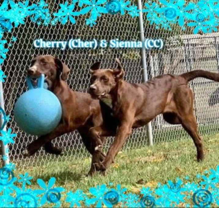 Photo of Cher & Sienna (Must be adopted together)