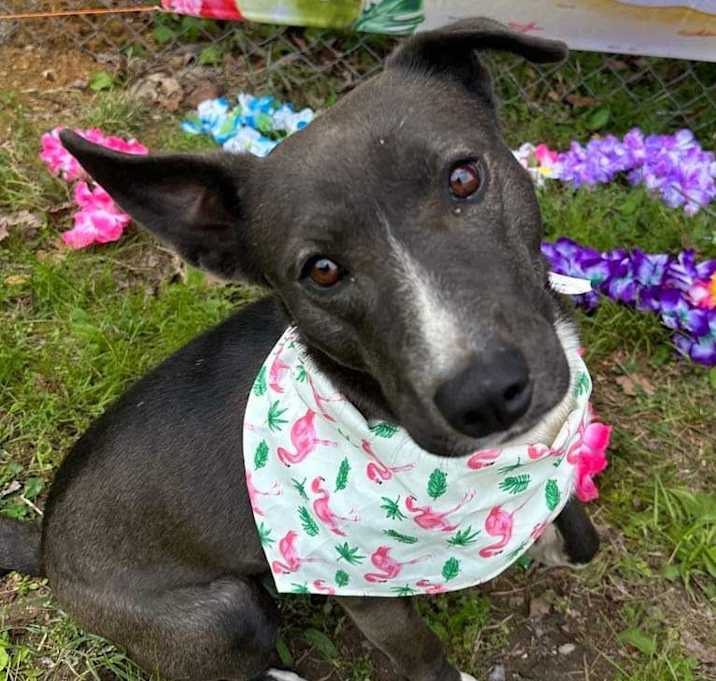Photo of Daisy- RESCUE SINCE DEC. 2023