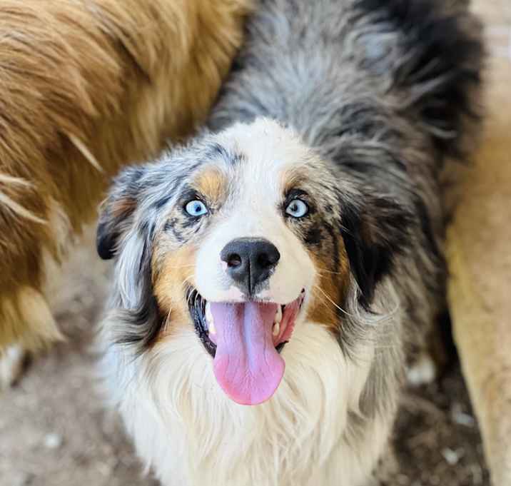 Photo of Blueberry