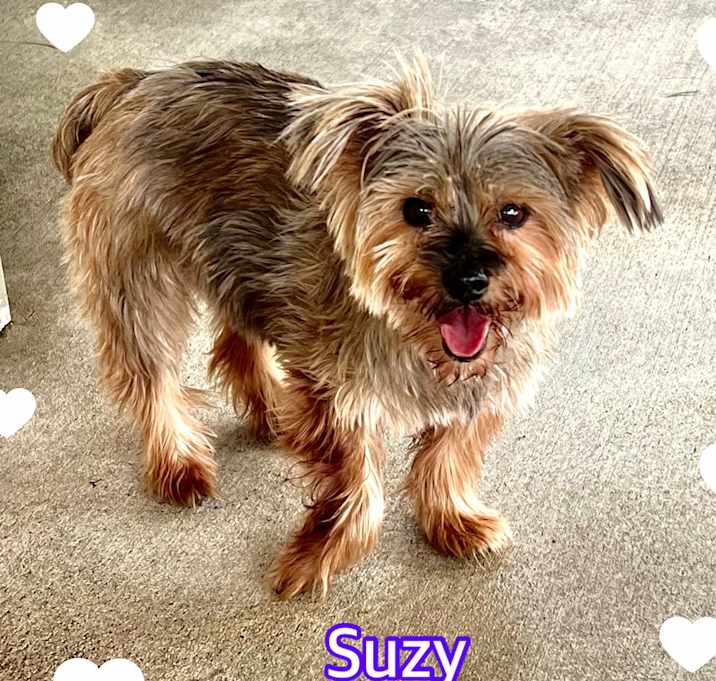 Photo of Suzy