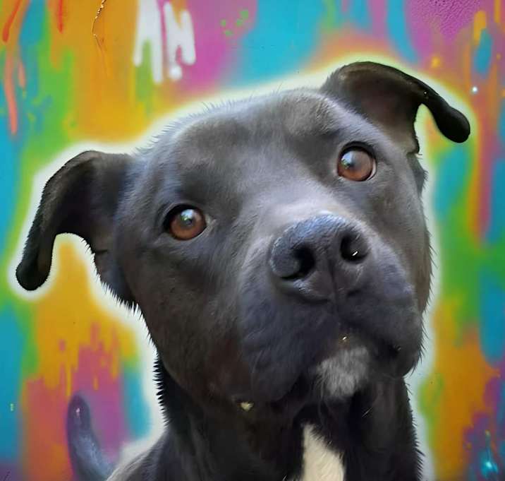 Photo of Apollo