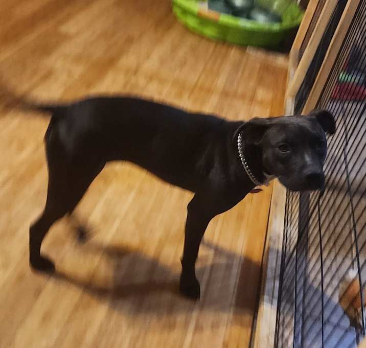 Photo of Frankie
