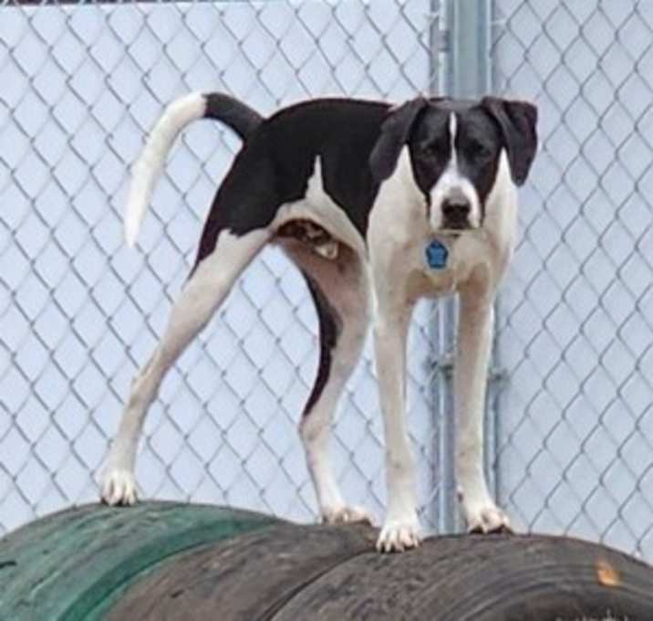 Photo of Hunter