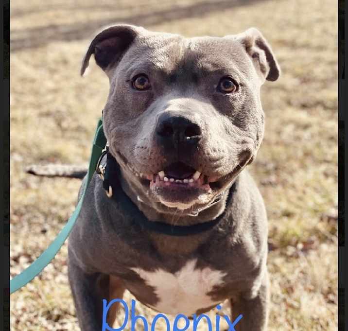 Photo of Phoenix