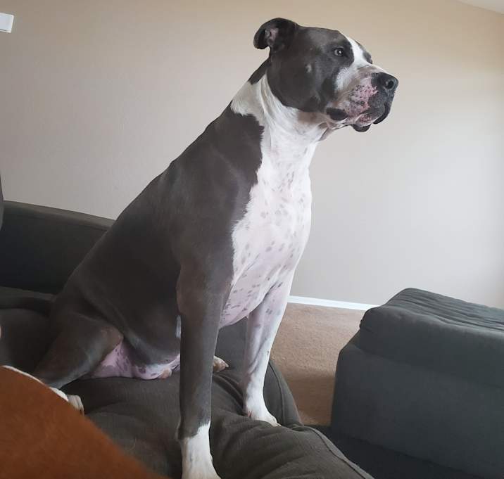 Photo of Jax