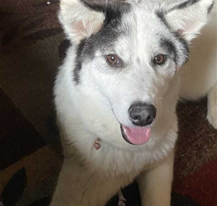 Photo of SASHA 2 (COURTESY POST)