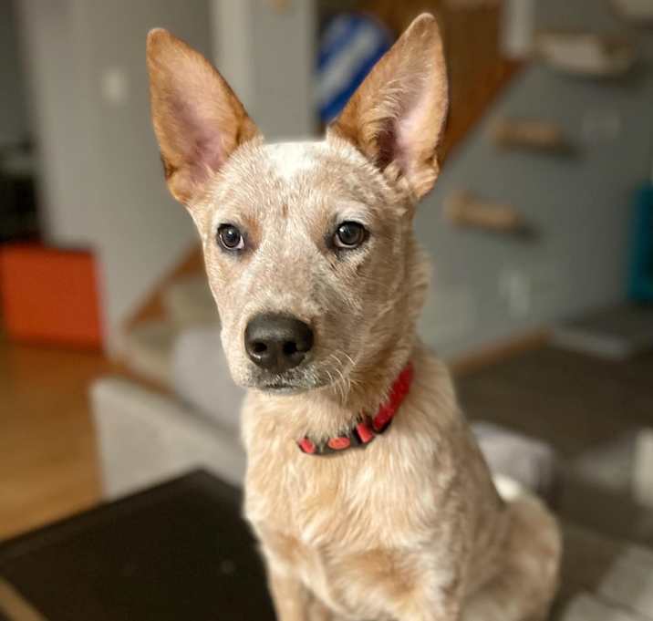 Photo of Dexter