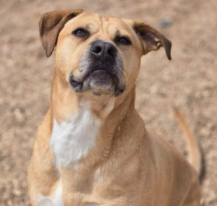 Photo of Chubbs ***RESCUE CENTER***