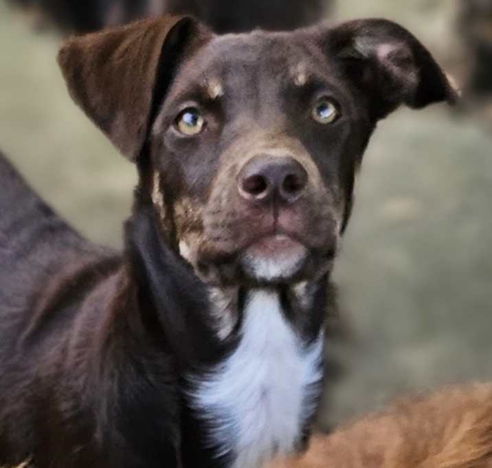 Photo of Cadbury
