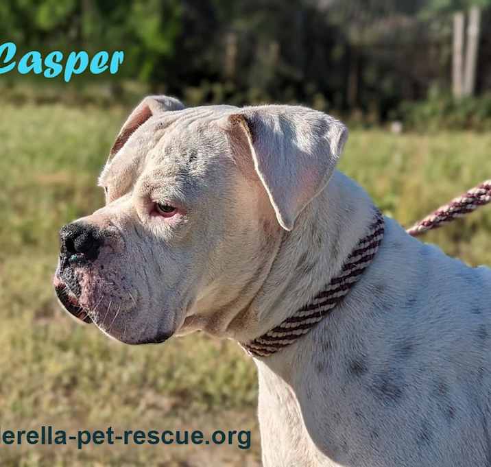Photo of Casper