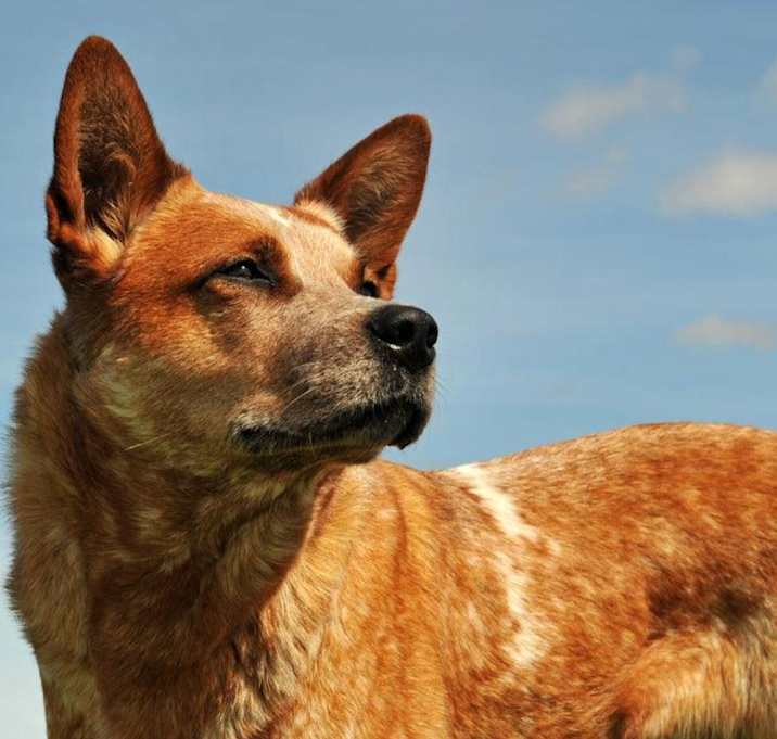 Photo of Bandit