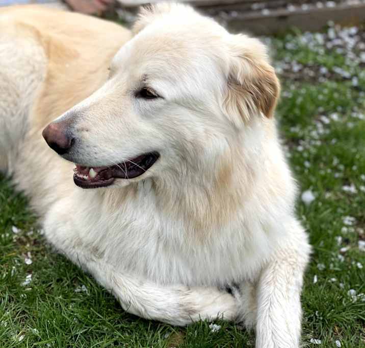 Photo of Blue