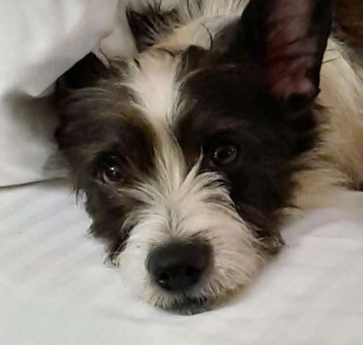 Photo of MOLLY-Foster Me!