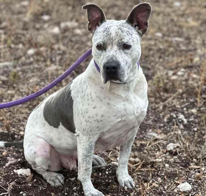 Photo of Oreo