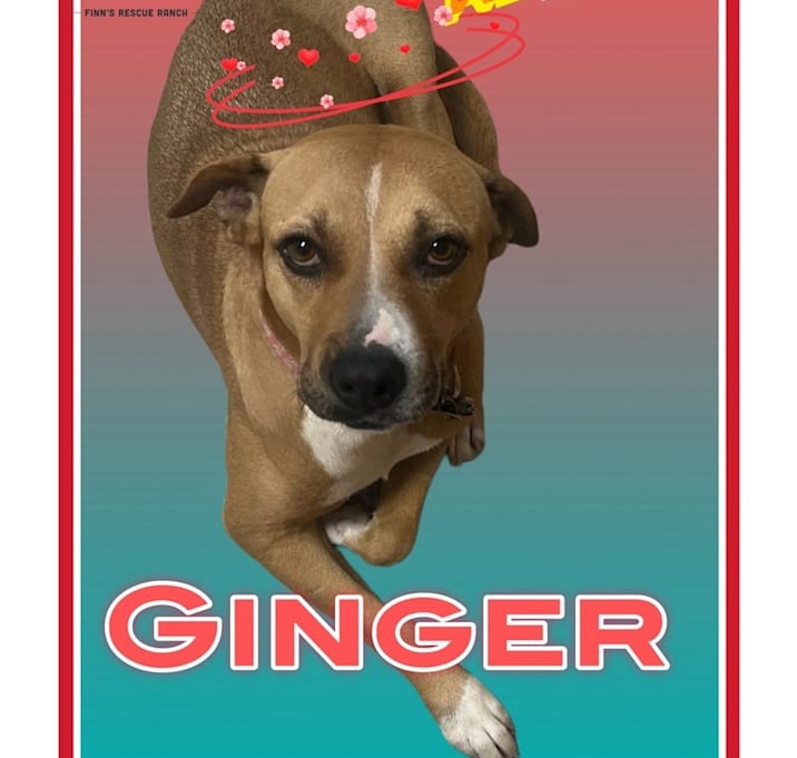 Photo of GINGER