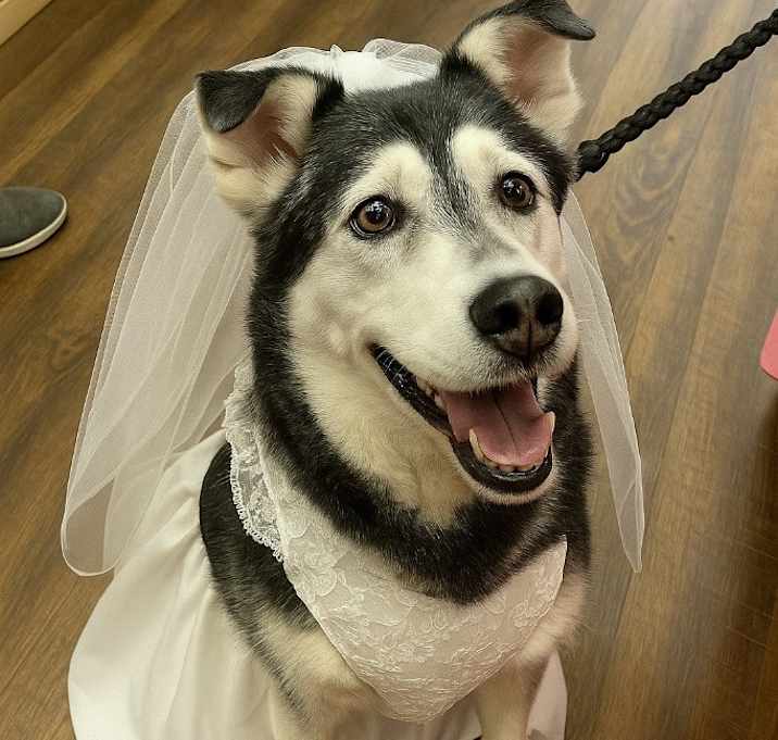 Photo of Harley  A048458