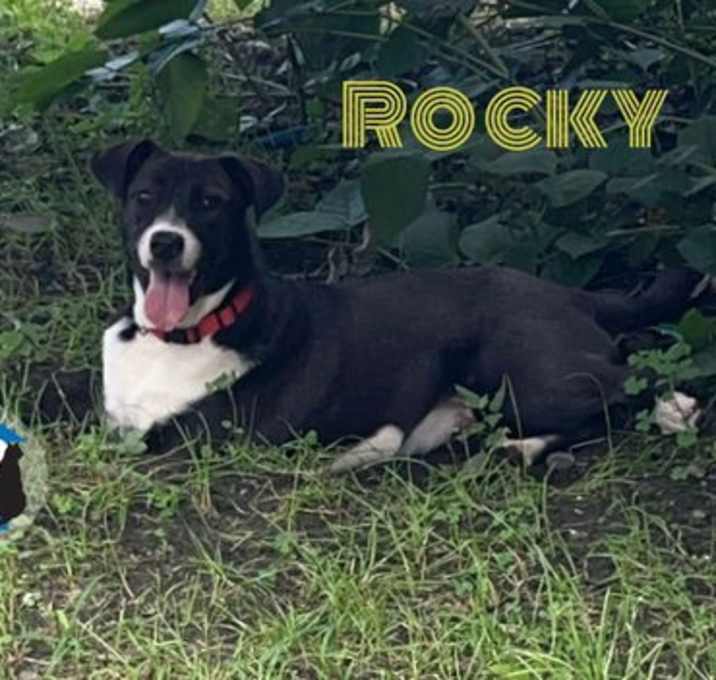 Photo of Rocky