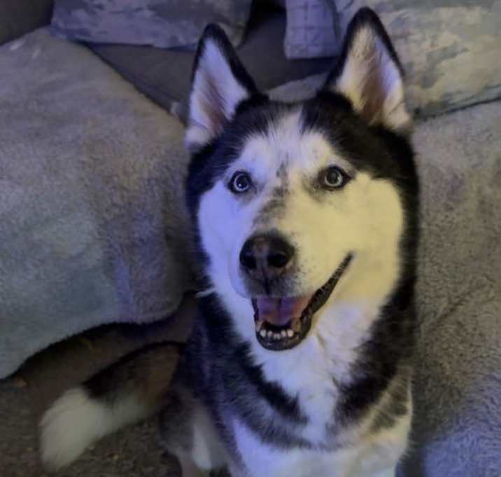 Photo of Link (Husky)