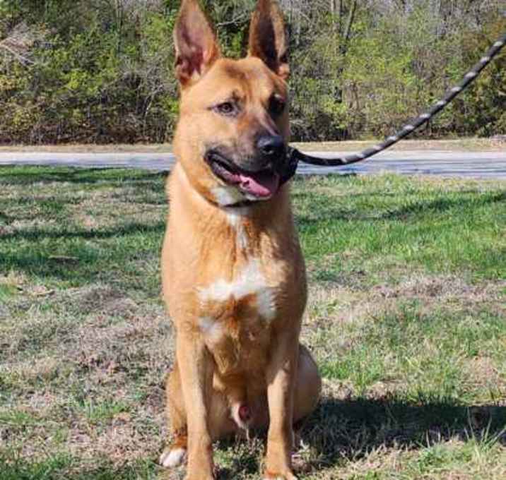 Photo of Goose