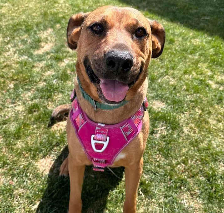 Photo of Maple