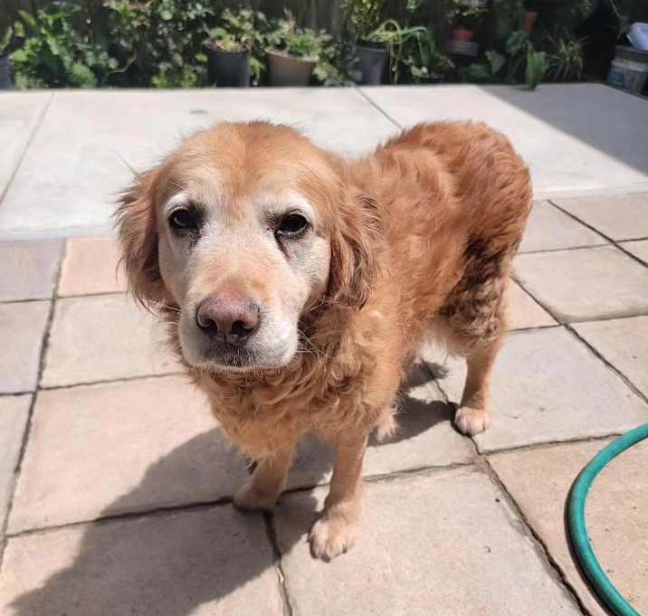 Photo of Honey