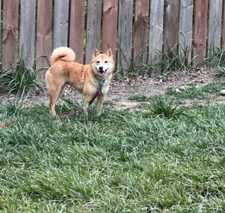 Photo of Penny