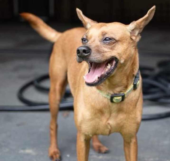 Photo of Skipper