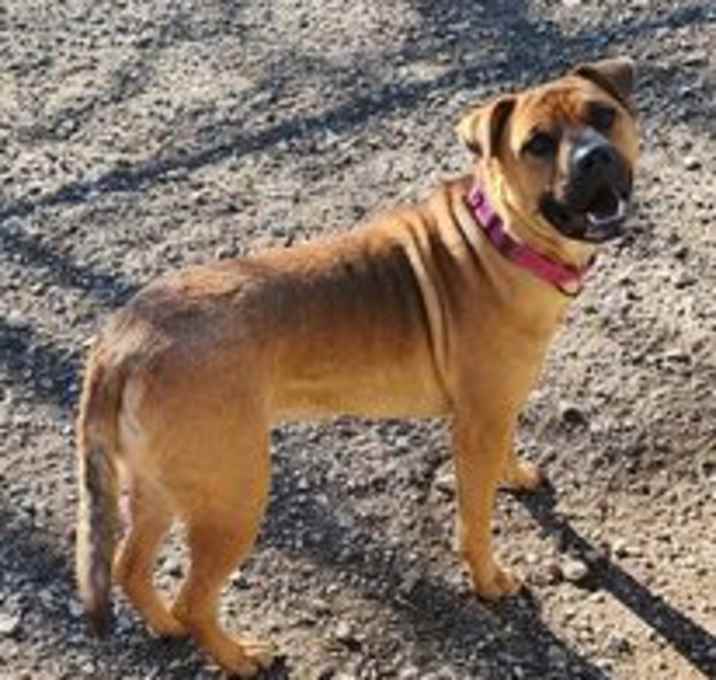 Photo of Shasta