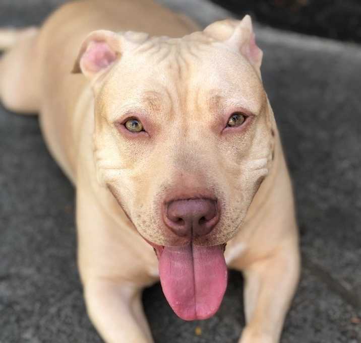 Photo of Lambo