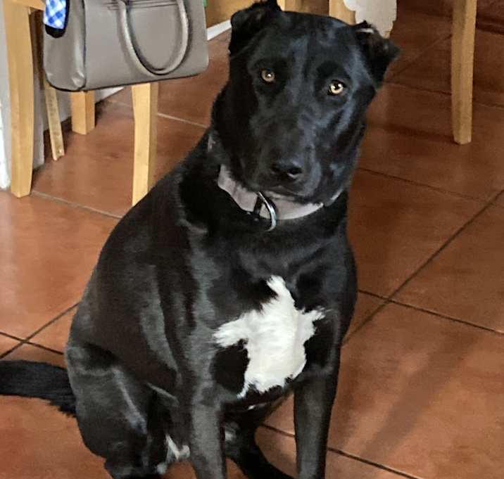 Photo of Luna