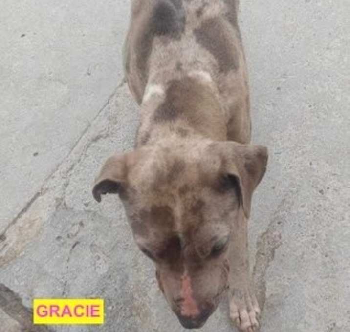 Photo of GRACIE