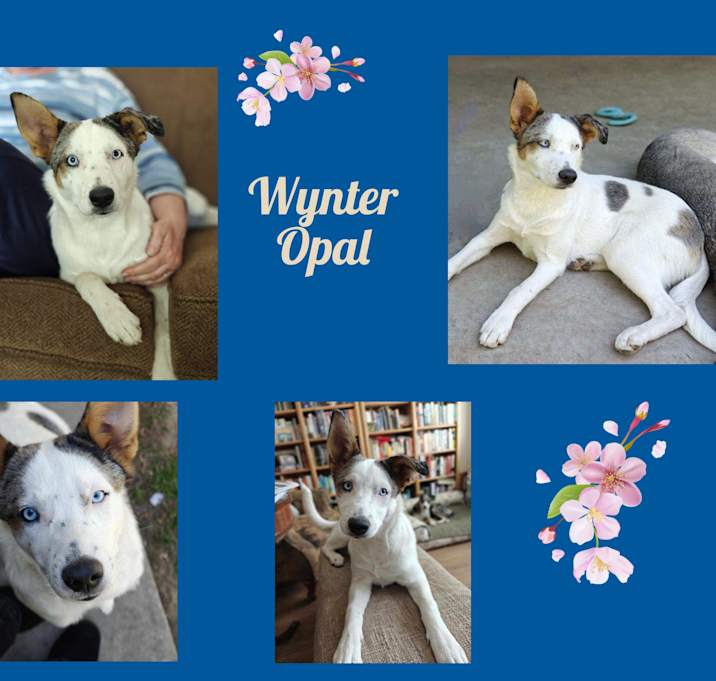 Photo of Wynter Opal