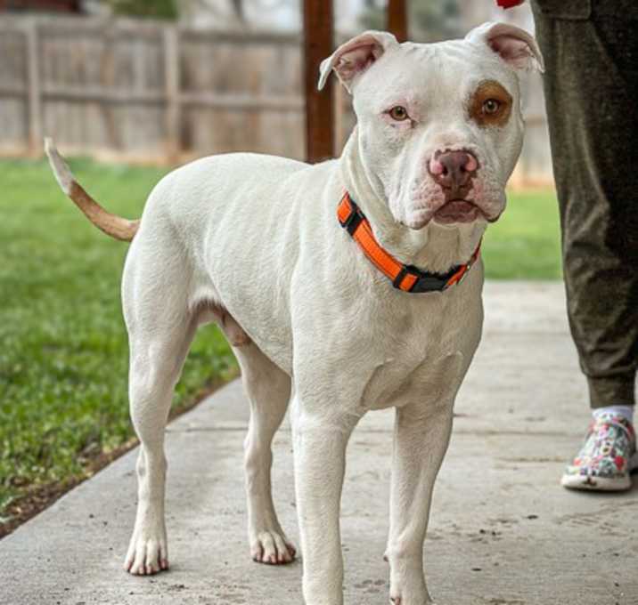 Photo of Spot