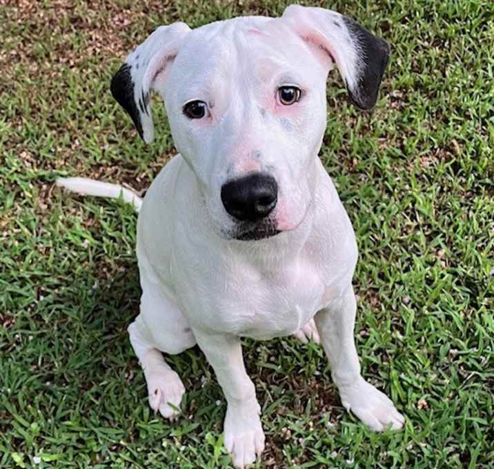 Photo of Tappy  A048697