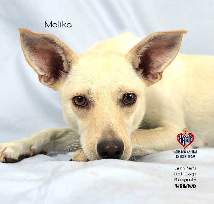 Photo of Malika