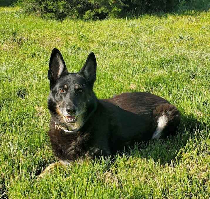 Photo of Bella