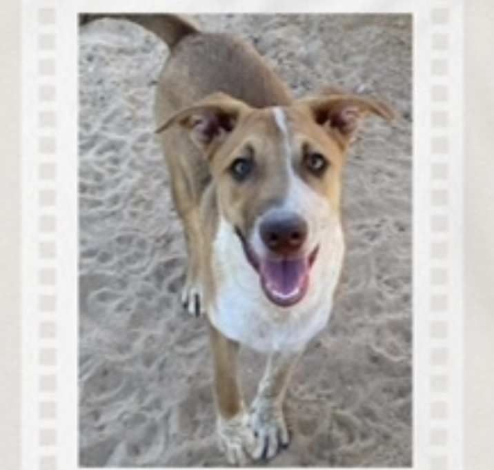 Photo of Toby