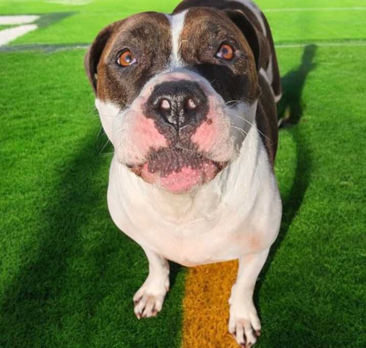 Photo of Minnie Mouse - DIAMOND DOG