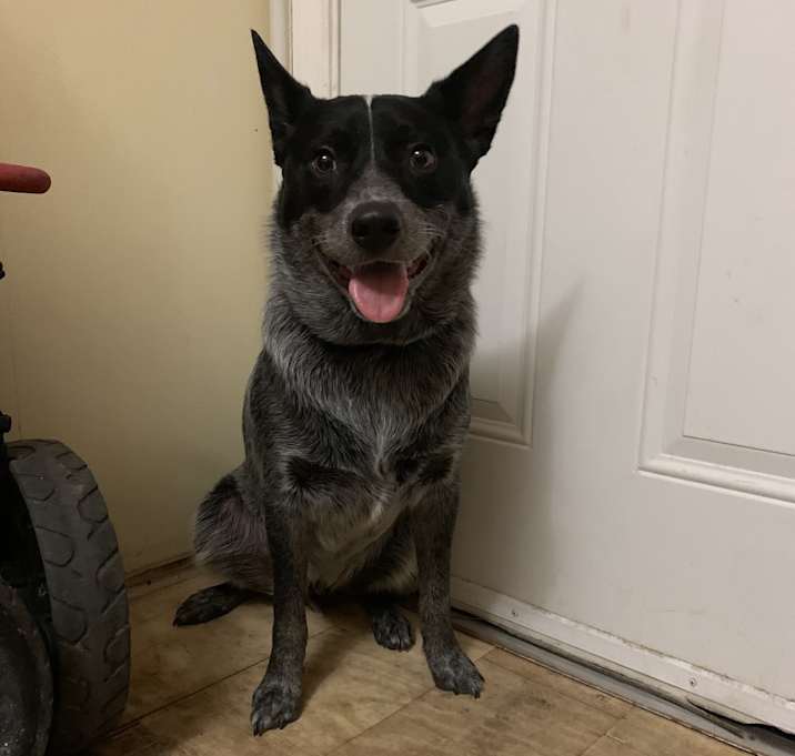 Photo of Beau