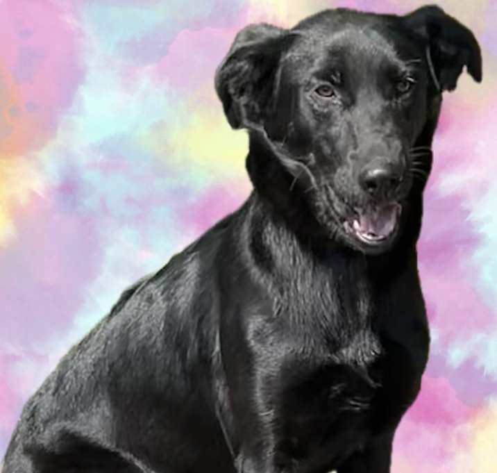 Photo of Sadie