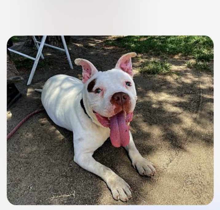 Photo of Sadie